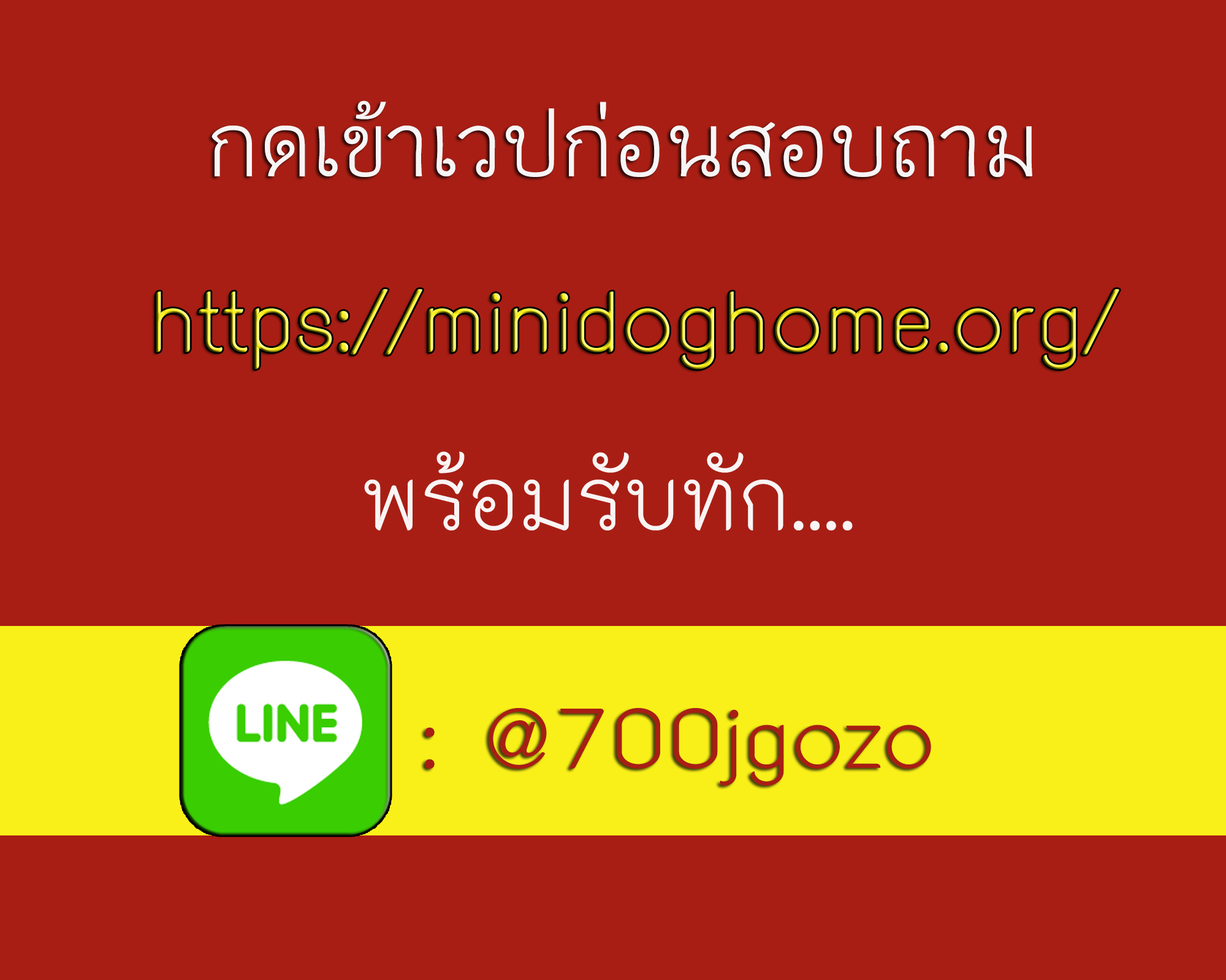 👍ชิวาวาขนยาว โดโม่ะ  รูปที่ 2