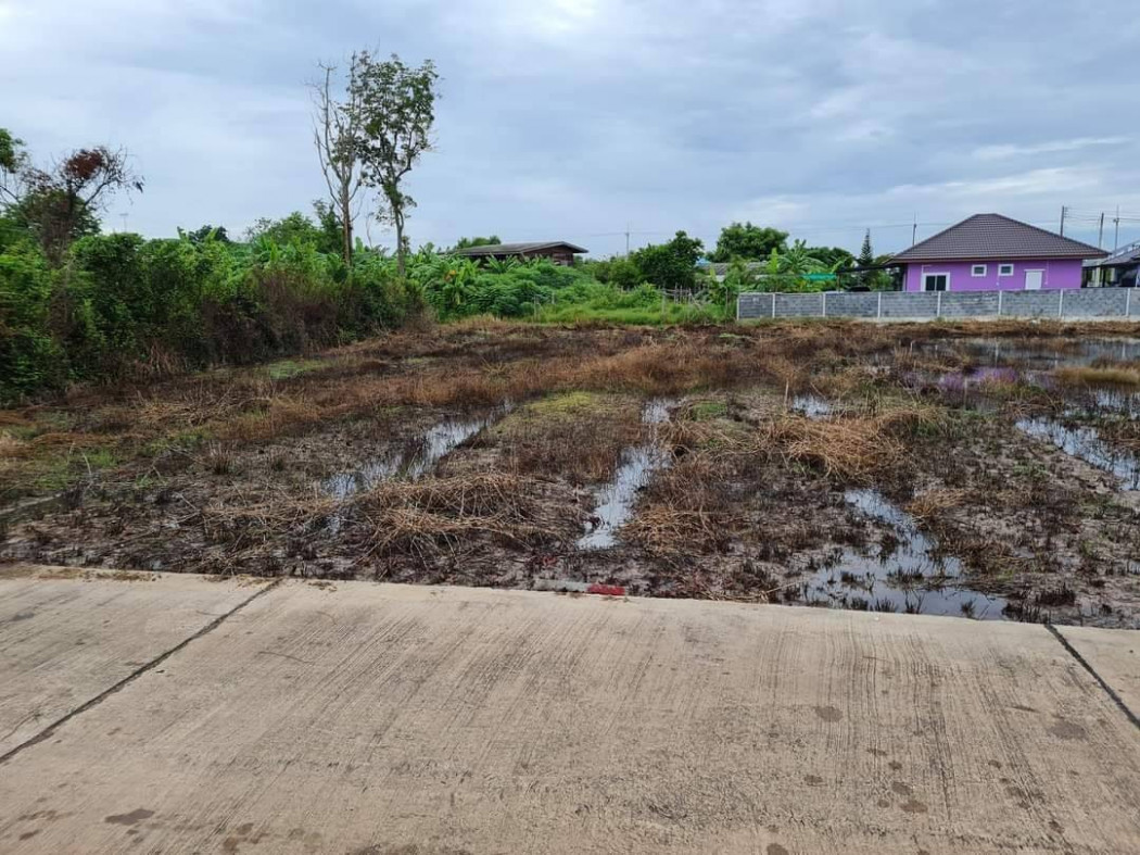 ขายที่ดินหัวสำโรง 200 ตรว. บ้านหนองตะเภาซอย 3 ใกล้ถนนเส้น 3551 - 2 กม. อ.แปลงยาว จ.ฉะเชิงเทรา รูปที่ 2