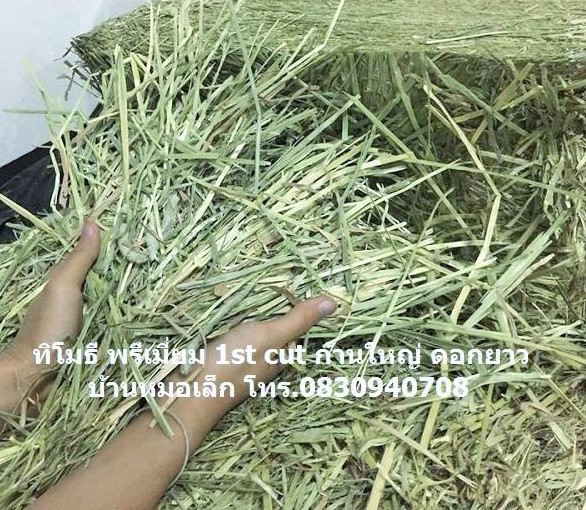 ทิโมธี ซุปเปอร์ แอนเดอร์สัน สุดยอดหญ้าทิโมธีสำหรับม้า กระต่าย แพรี่ด็อกซ์ เต่า แพะ แกะ ก้านหนามาก ใบใหญ่ เขียว ดอกยาวเยอะ Tel.0830940708, 0892009591, Line ID :0830940708 Google Map : Alfalfa by Dr.Vet / Future Click Co.,Ltd. Website : http://futureclick.lnwshop.com/ รูปที่ 3