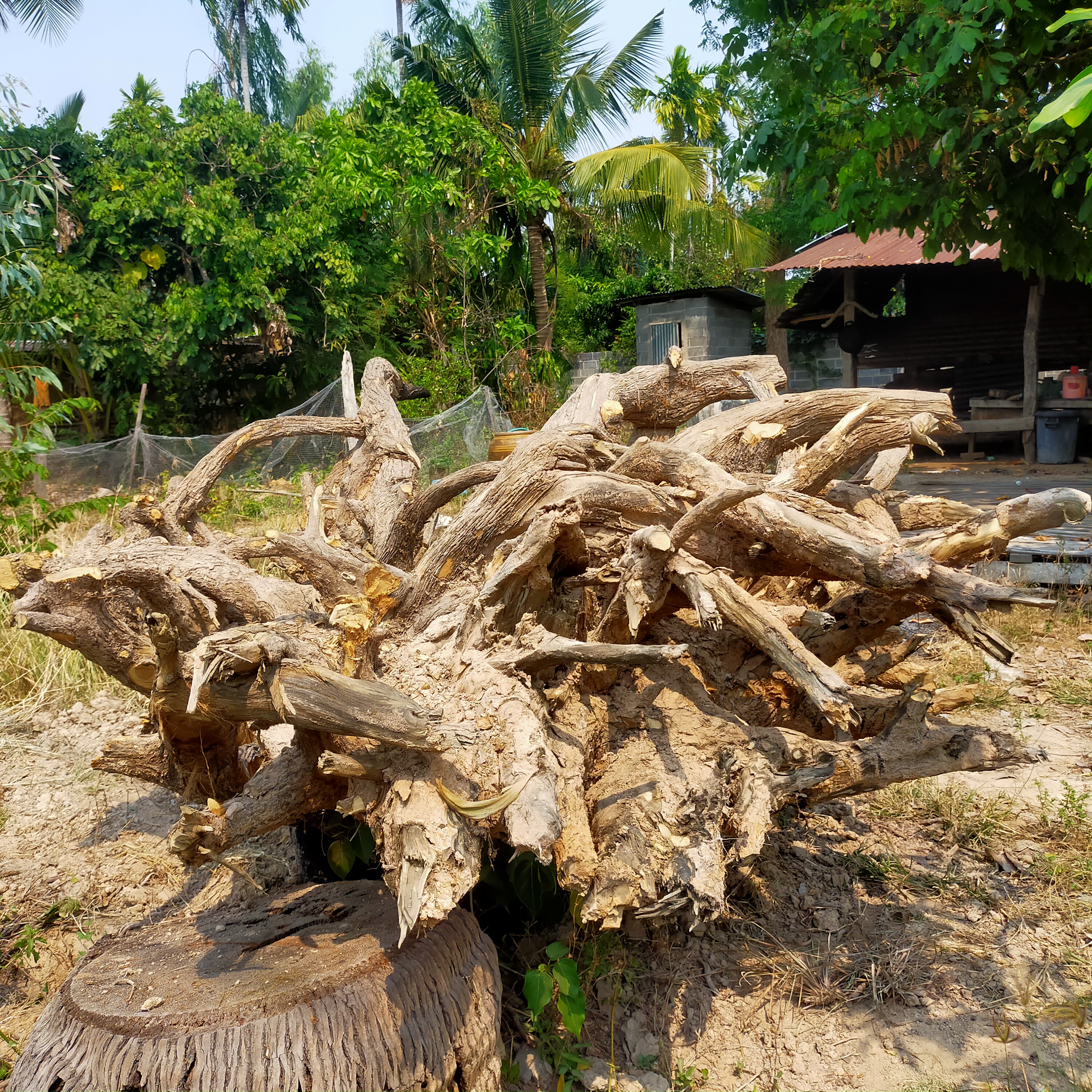 รากไม้กันเกรา(ต้นมันปลา) อายุกว่า 100 ปี