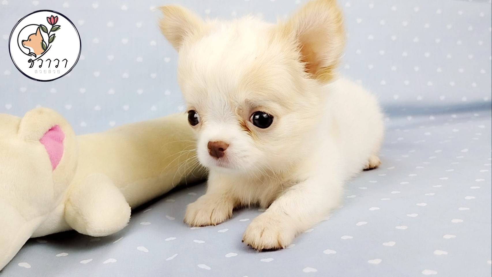 ⭐ดช.นมอุ่น ชิวาวาขนยาว ขี้อ้อน รูปที่ 4