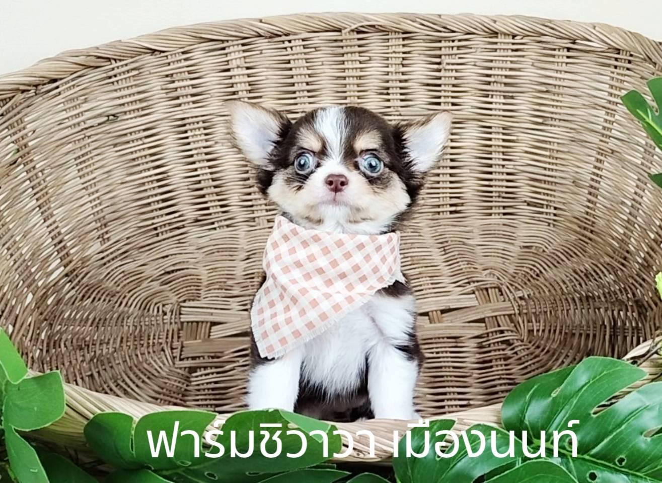 สาวผักบุ้ง ฟาร์มชิวาวา เมืองนนท์ รูปที่ 3