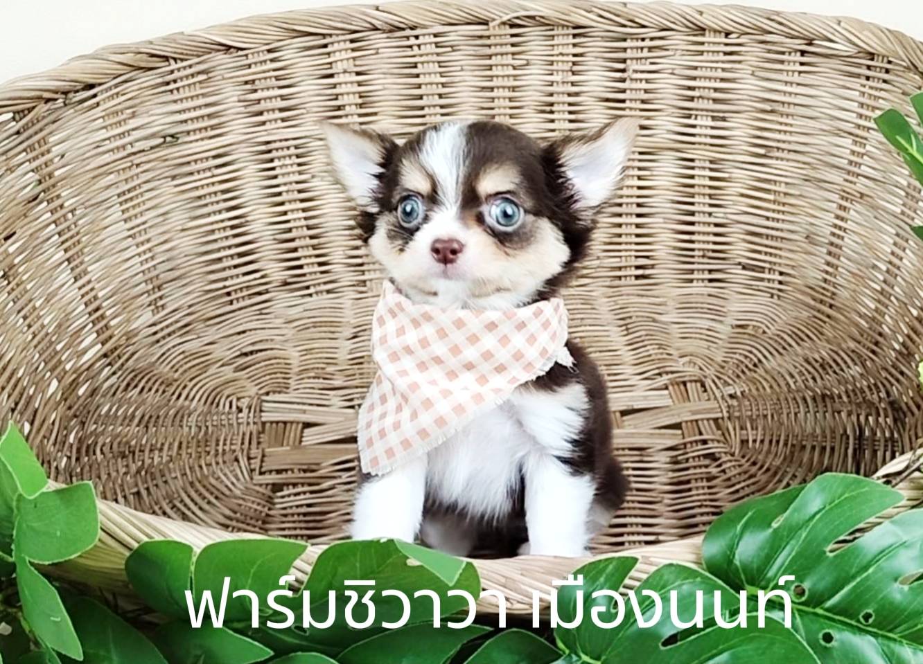 สาวผักบุ้ง ฟาร์มชิวาวา เมืองนนท์ รูปที่ 4
