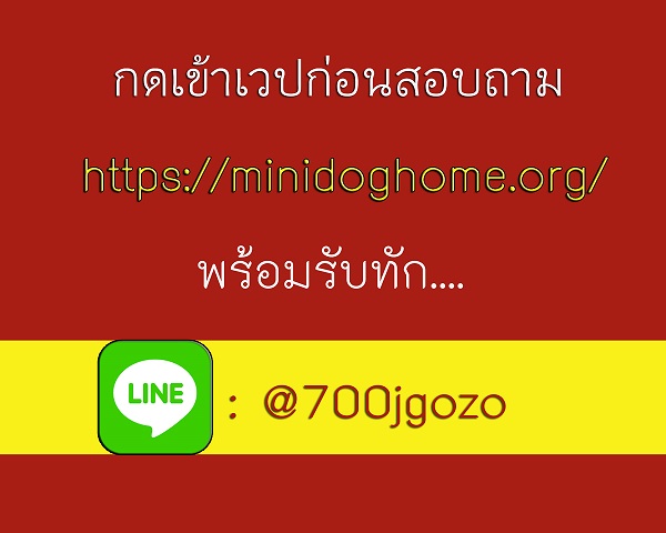 💓 ชิวาวา 4000 💓 มีทั้งผู้และเมีย รูปที่ 2