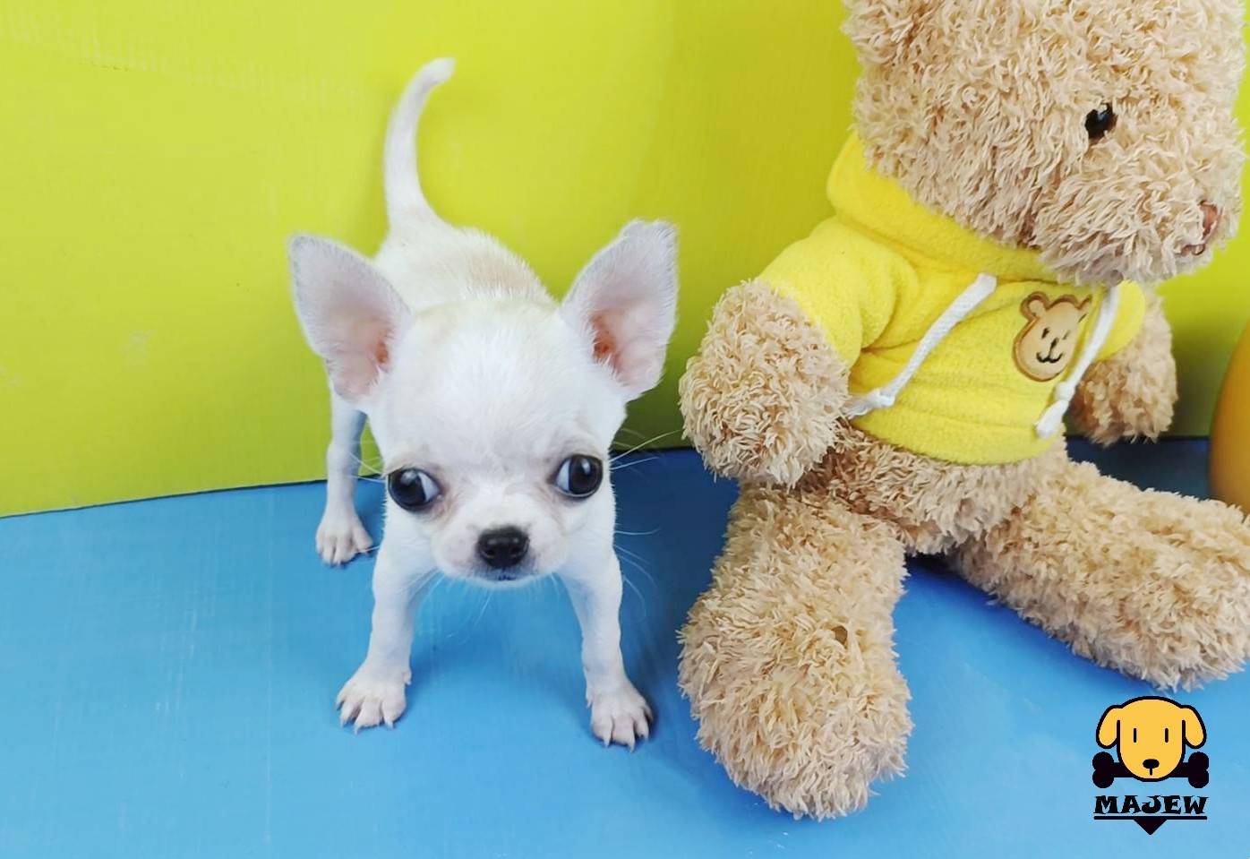 ชิวาวาขนสั่น น้องมะกอก  รูปที่ 4