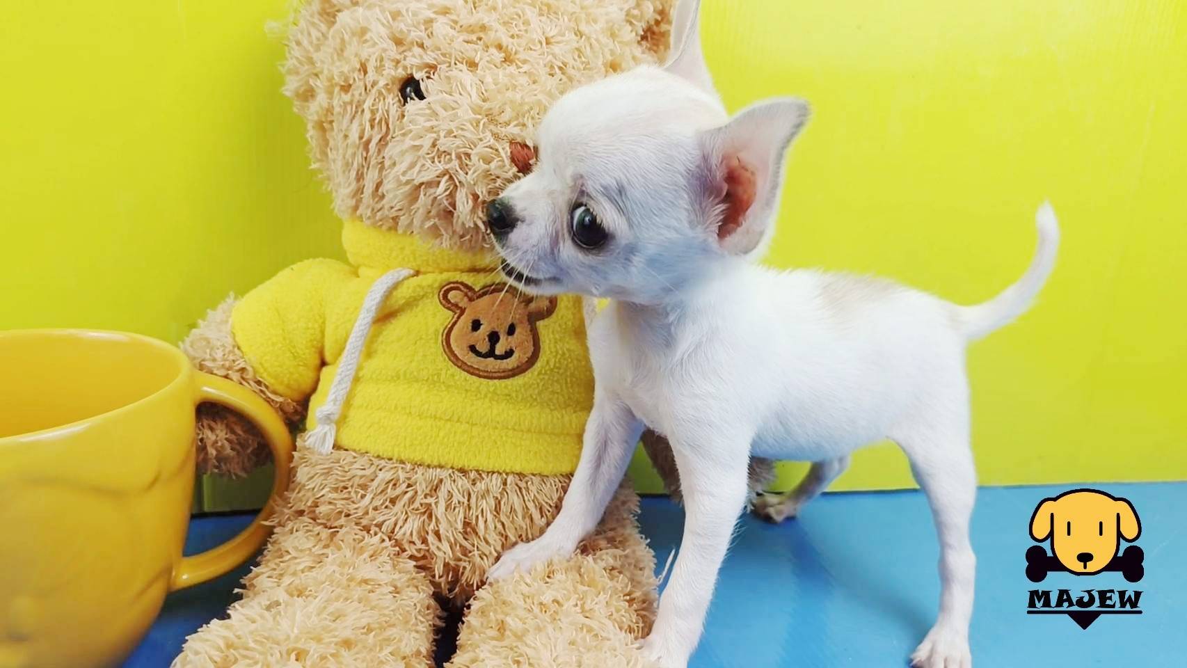 ชิวาวาขนสั่น น้องมะกอก  รูปที่ 3