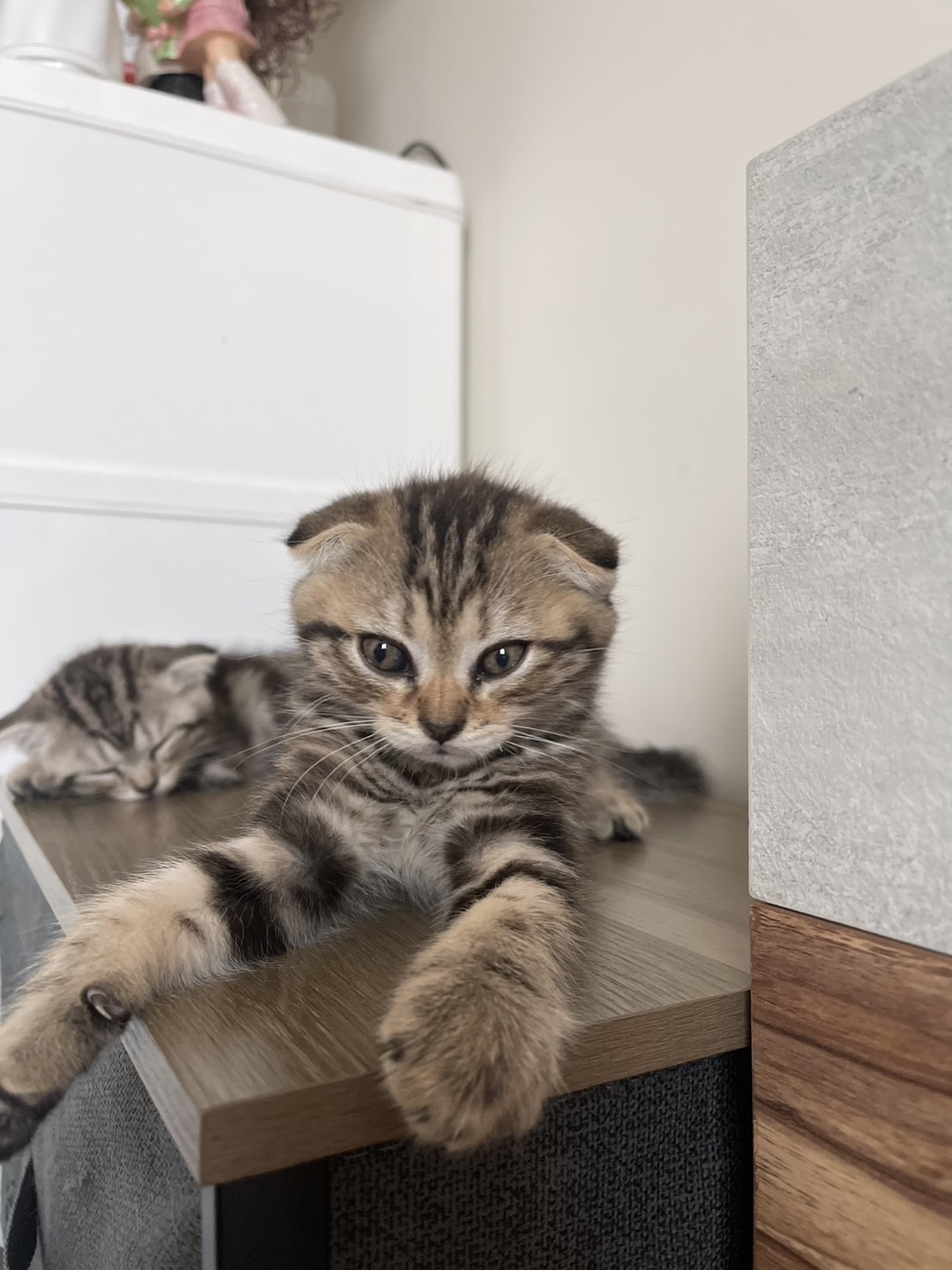 ขายน้องแมว สก็อตติสโฟล์ หูพับ เพสชาย 2 ตัว อายุ 3 เดือน รูปที่ 1