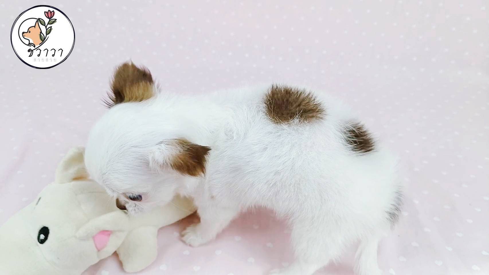 ⭐ดญ.ปุยฝ้าย ชิวาวาขนปุกปุย รูปที่ 2