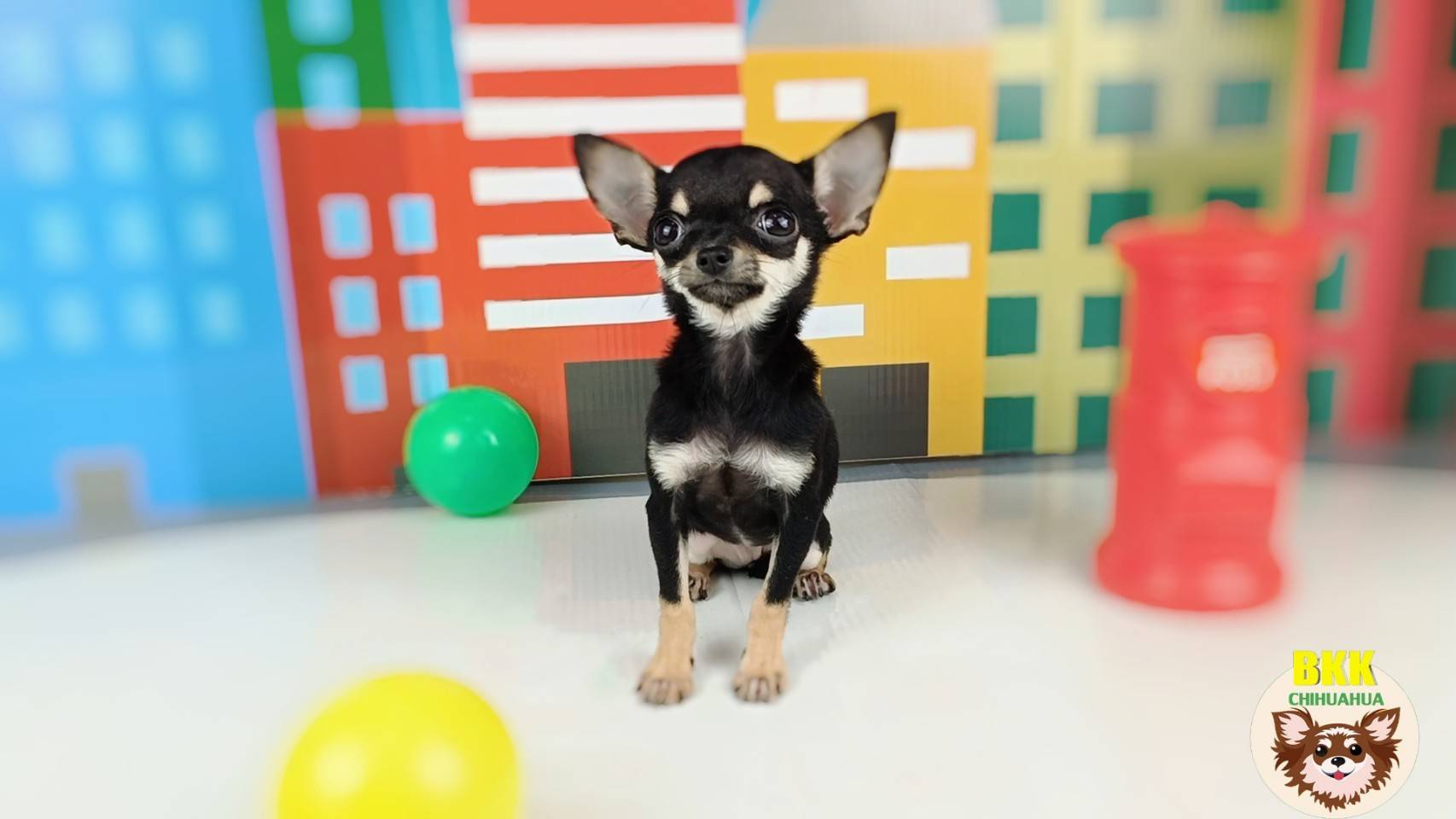 ลูกสาววิกกี้ ชิวาวาไซส์จิ๋วทีคัพแท้ รูปที่ 5