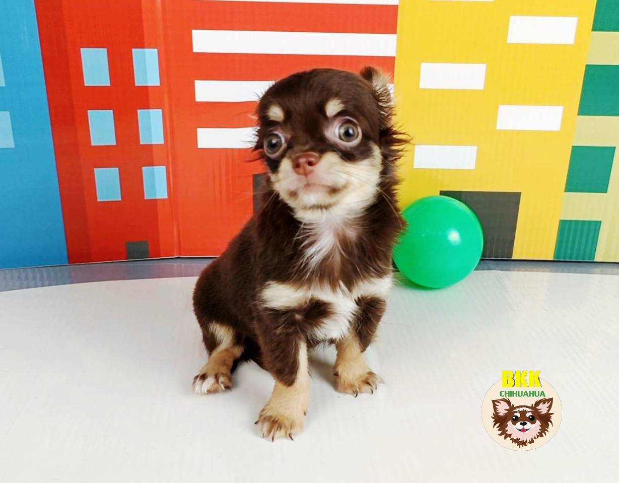 ลูกชายเคโร๊ะ ชิวาวาขนยาว รูปที่ 4