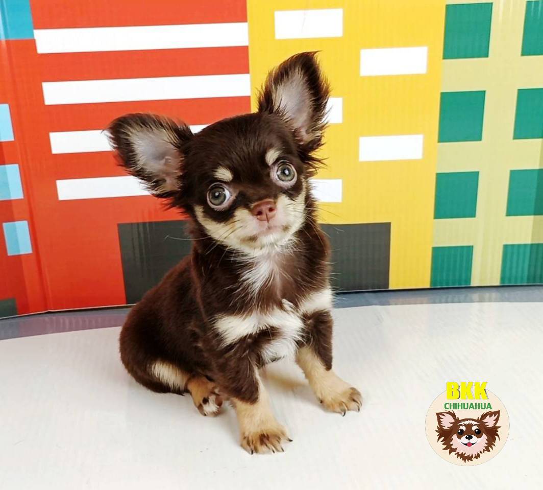 ลูกชายเคโร๊ะ ชิวาวาขนยาว รูปที่ 3