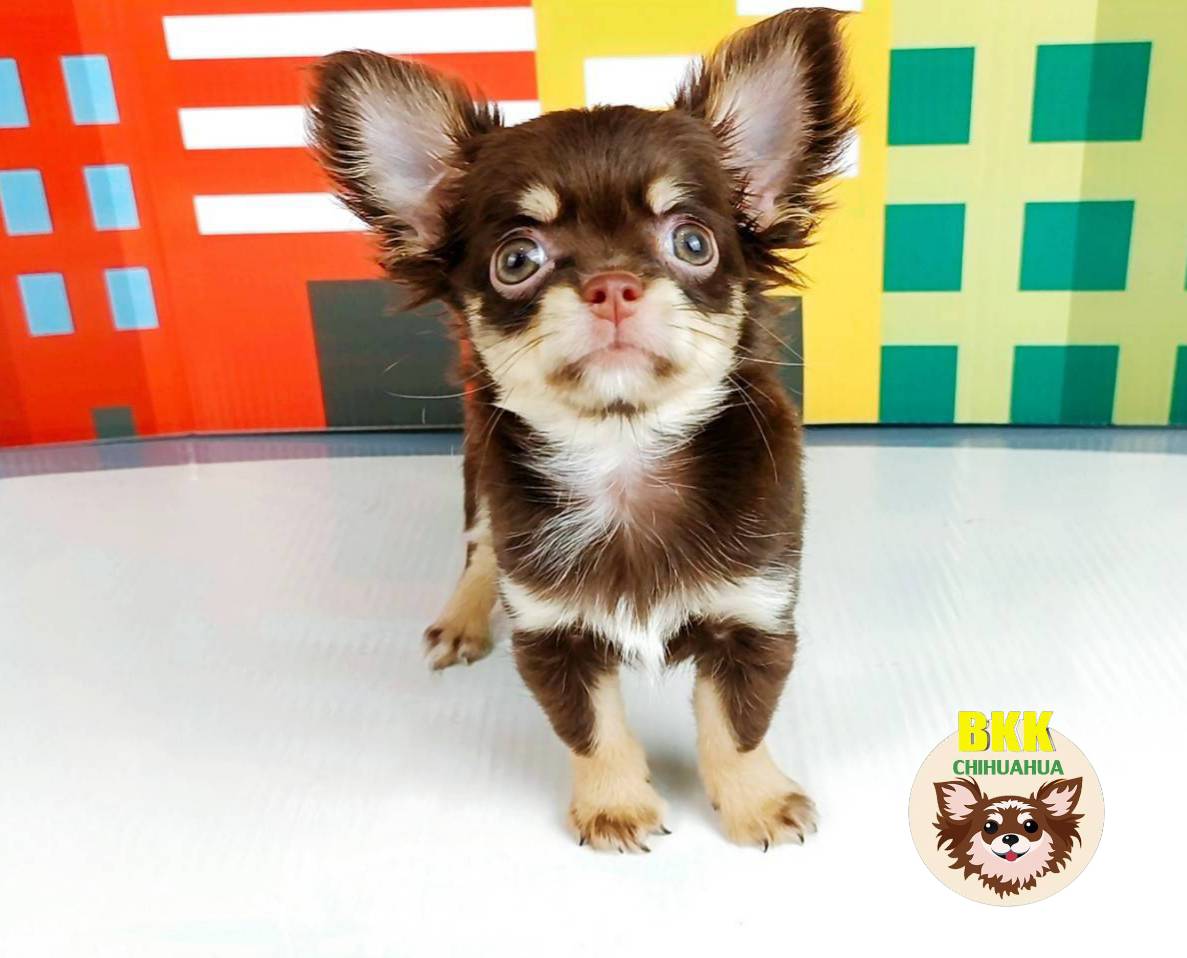 ลูกชายเคโร๊ะ ชิวาวาขนยาว รูปที่ 2