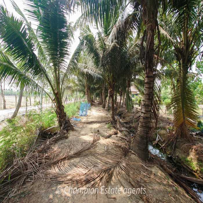 ขาย ที่ดิน สวนมะพร้าว-แปลงมุม อ.ดำเนินสะดวก ถนนปู่กอง 3 งาน 40 ตร.วา รูปที่ 1