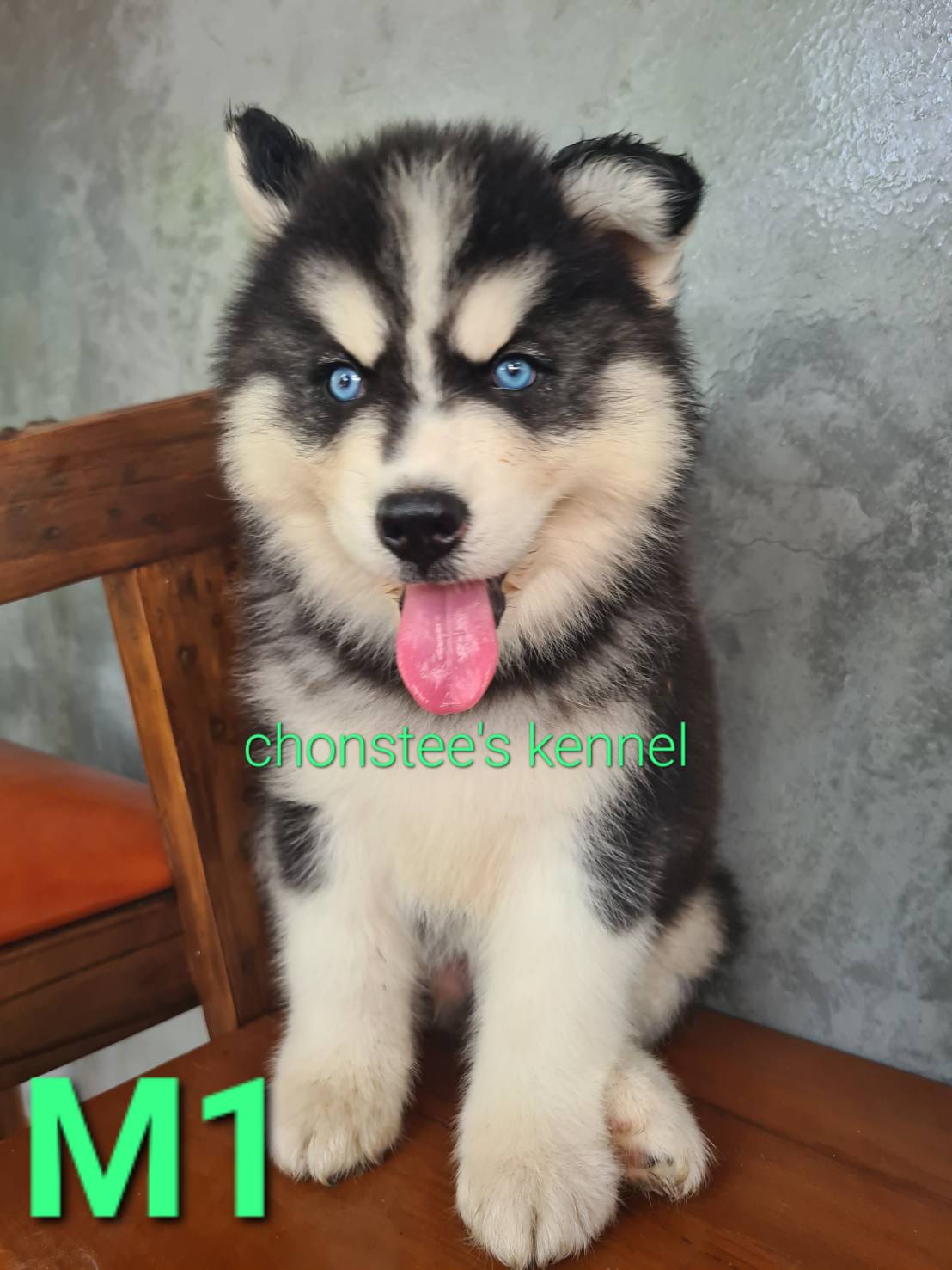 ไซบีเรียน ฮัสกี้ รูปที่ 4