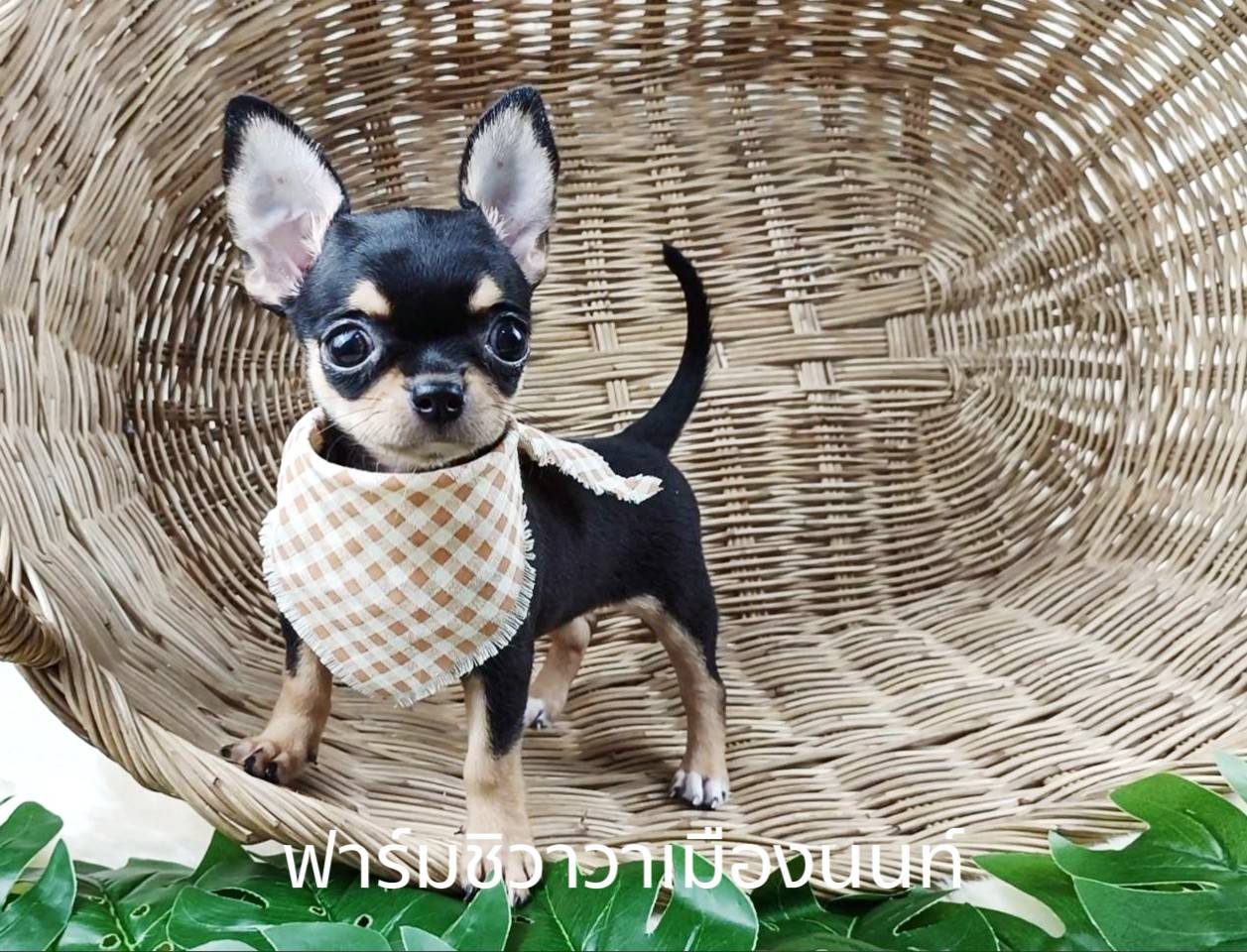 สาวปูเป้ รูปที่ 5