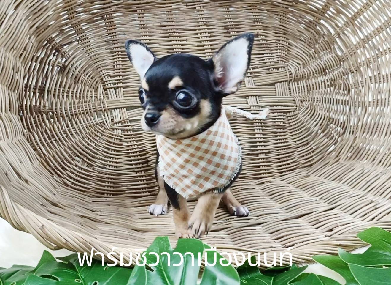 สาวปูเป้ รูปที่ 4