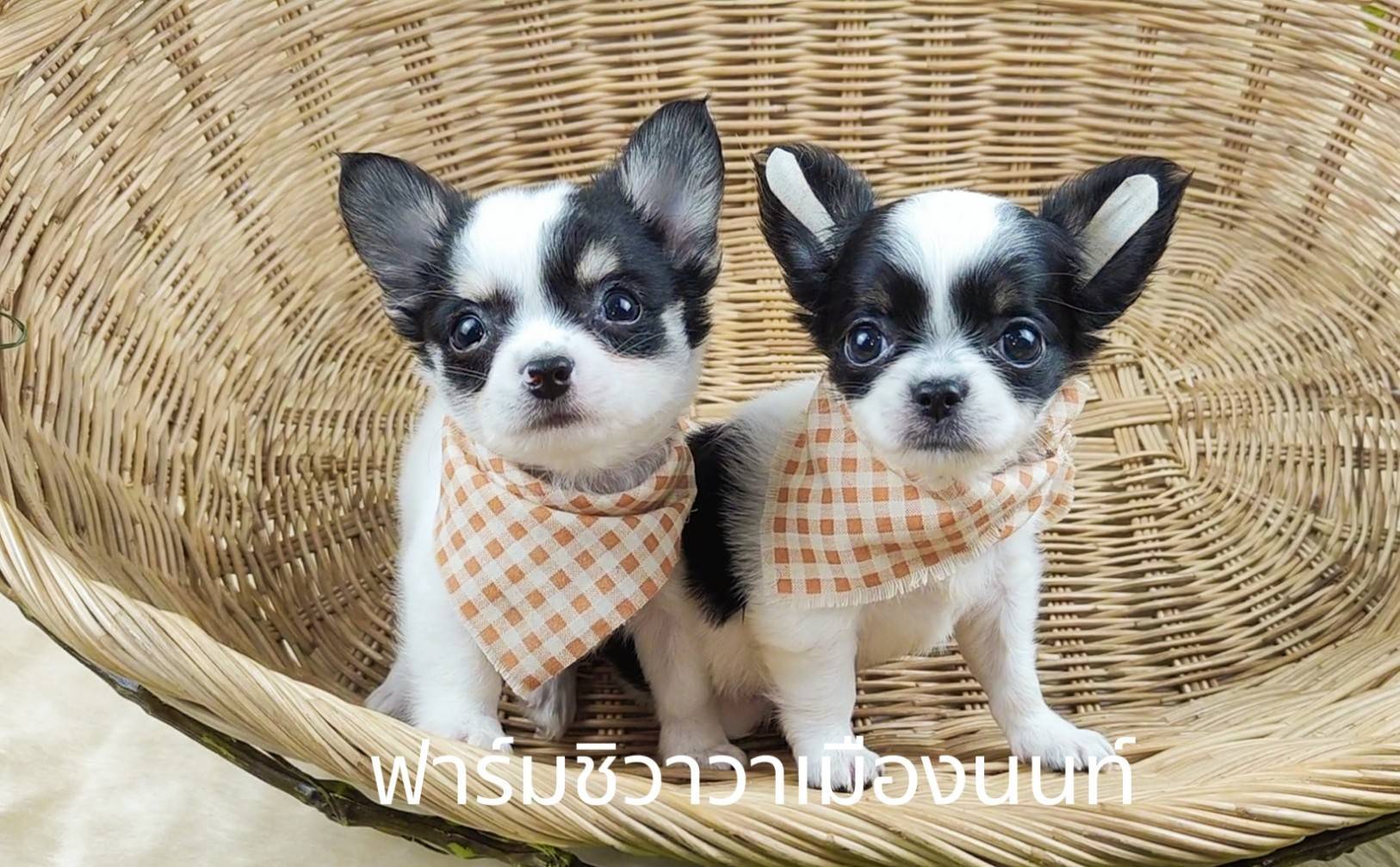 หนุ่มปีโป้ รูปที่ 6