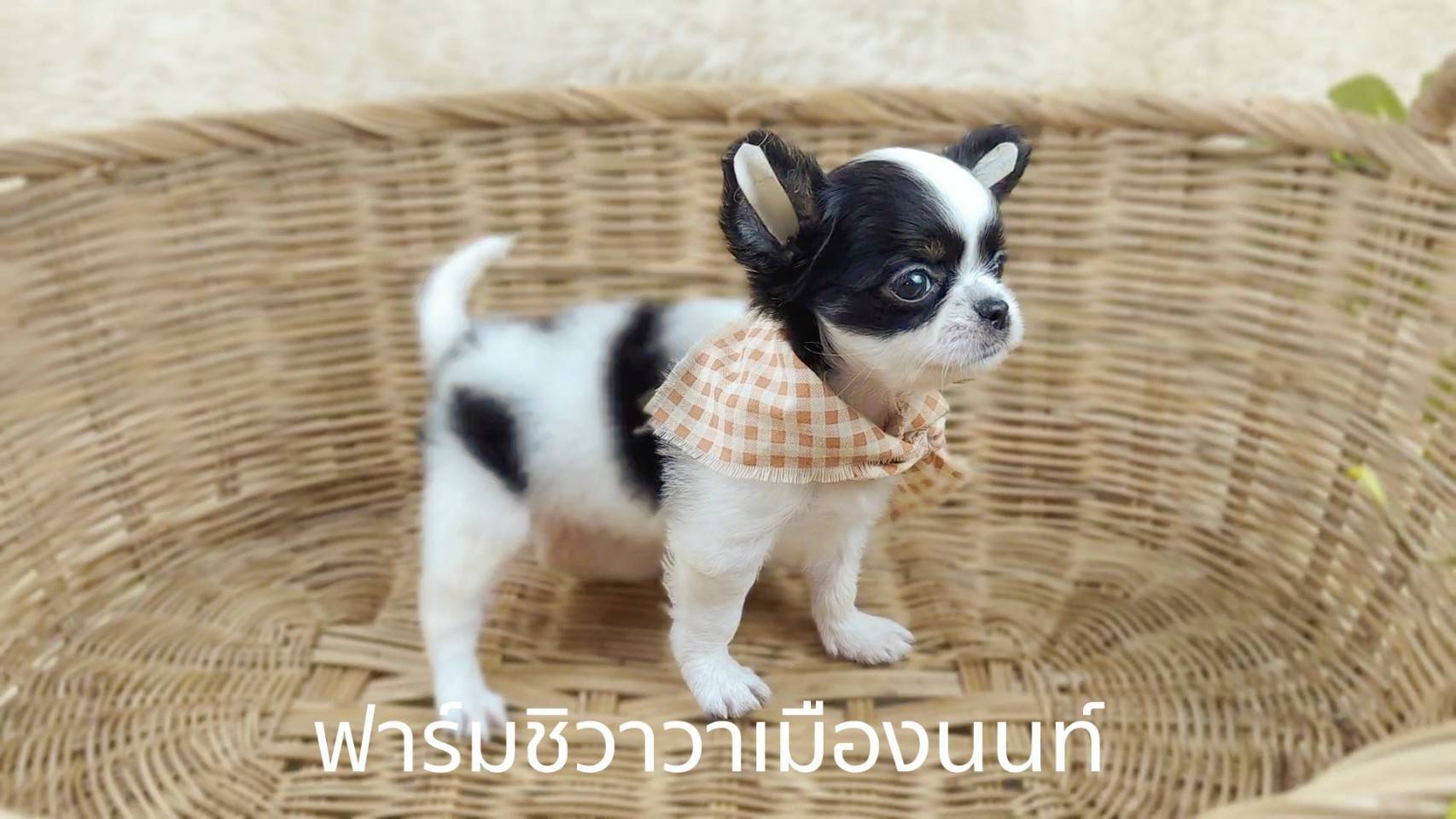 สาวโปปี้ ชิวาวาเมืองนนท์ รูปที่ 4