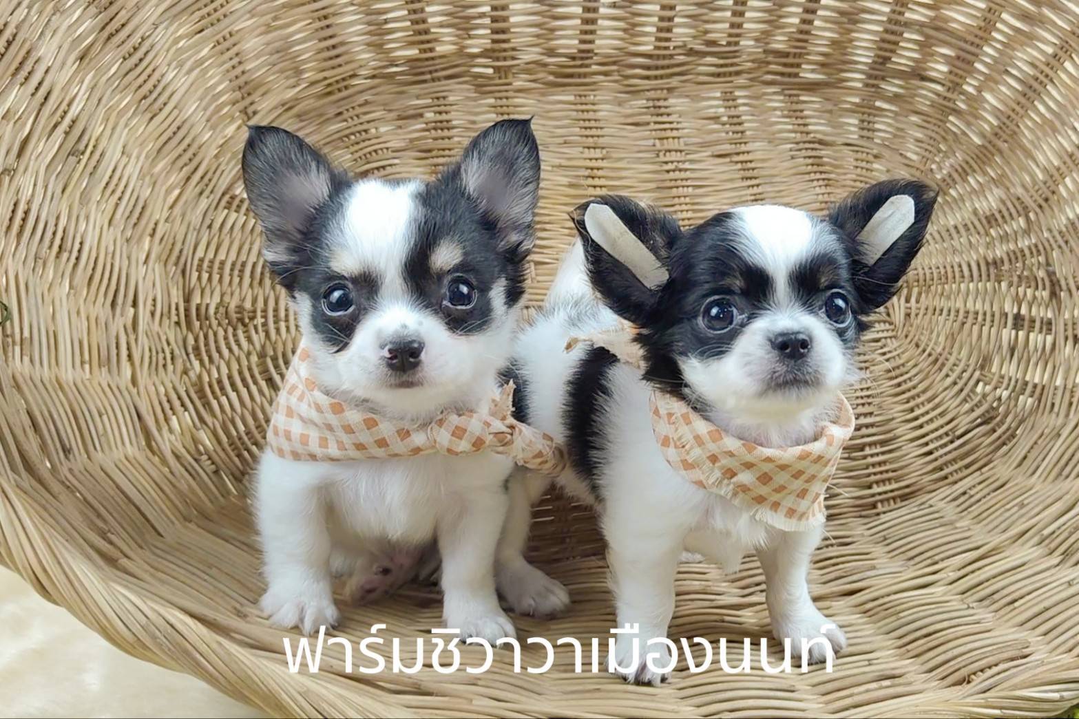 หนุ่มปีโป้ รูปที่ 4