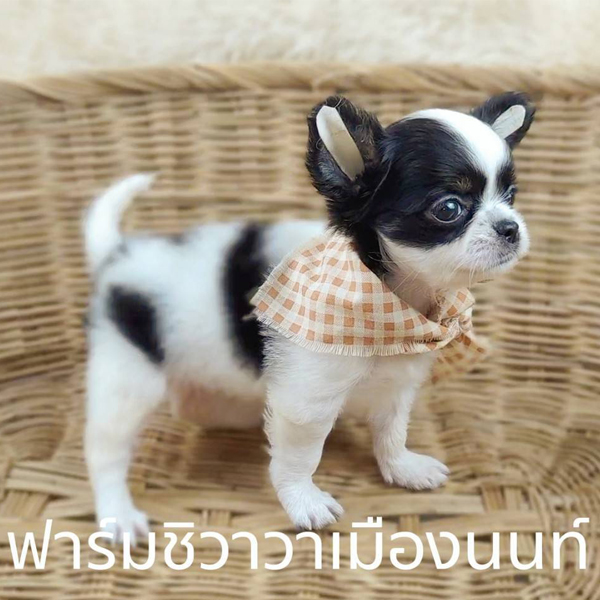 สาวโปปี้ ชิวาวาเมืองนนท์ รูปที่ 7