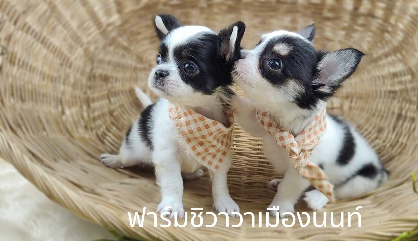 หนุ่มปีโป้ รูปที่ 5