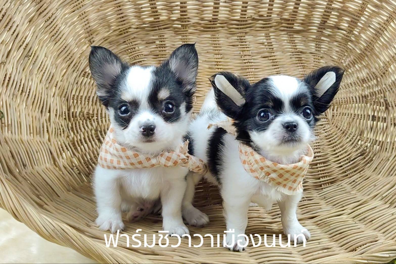 สาวโปปี้ ชิวาวาเมืองนนท์ รูปที่ 2