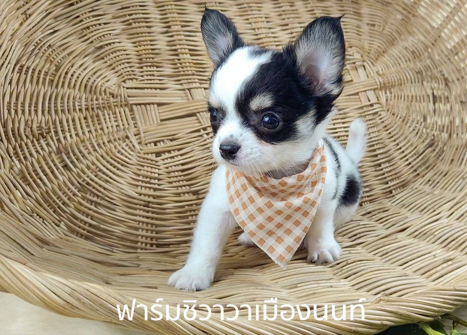 หนุ่มปีโป้ รูปที่ 2