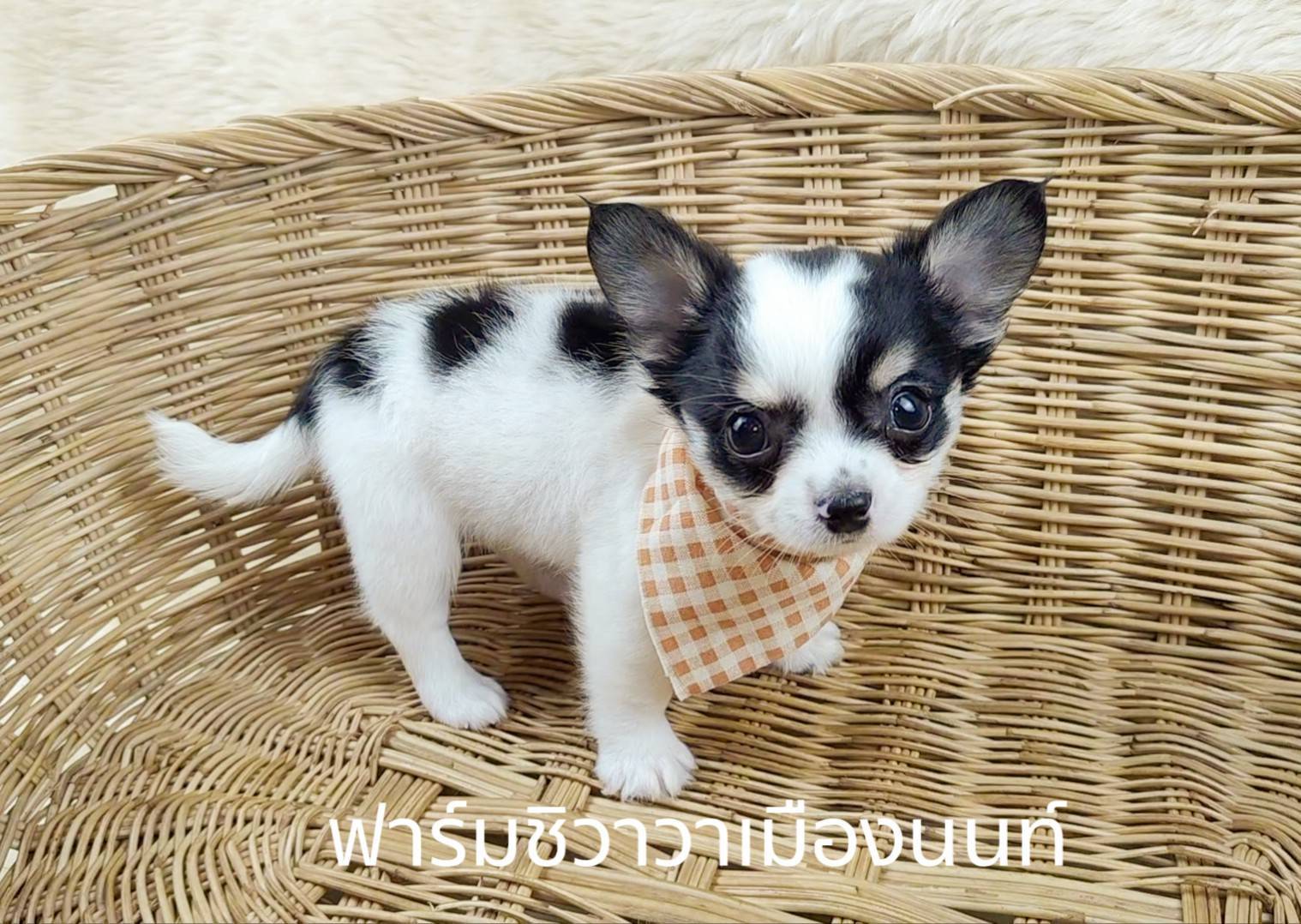 หนุ่มปีโป้ รูปที่ 3