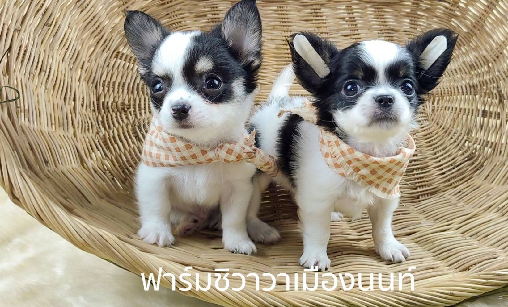 สาวโปปี้ ชิวาวาเมืองนนท์ รูปที่ 3