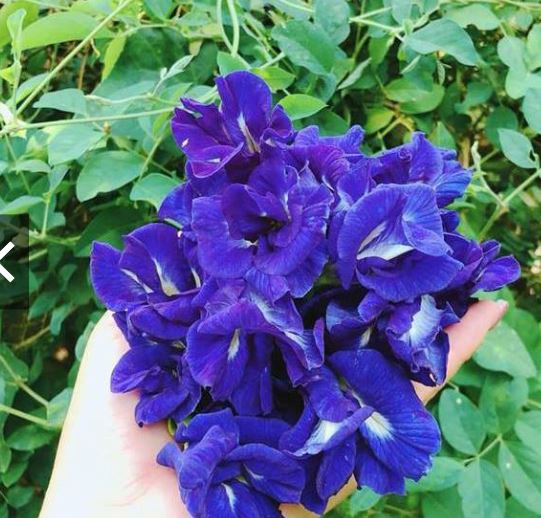 เมล็ดอัญชัน กลีบซ้อน พันธุ์เทพรัตน์ไพลิน รูปที่ 2