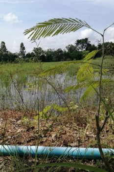 ขาย ที่ดิน มีพื้นที่เยอะ ที่ดิน 19200 ตรม. 12 ไร่ เหมาะทำเกษตรกรรมต่อ สามารถถมถนนเข้าไป เพื่อทำอาคารประเภทโกดังได้ รูปที่ 7