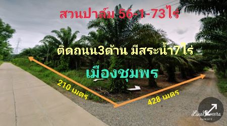 ขาย ที่ดิน สวนปาล์ม ติดถนน มีแหล่งน้ำขนาดใหญ่ 56 ไร่ 1 งาน 73 ตร.วา เมืองชุมพร รูปที่ 6