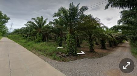 ขาย ที่ดิน สวนปาล์ม ติดถนน มีแหล่งน้ำขนาดใหญ่ 56 ไร่ 1 งาน 73 ตร.วา เมืองชุมพร รูปที่ 3