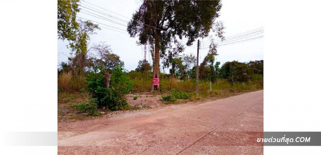 ขาย ที่ดิน ขายที่ดิน ติดถนนซอยเนินพะเนาว์ ต.โพธิ์ชัย อ.เมือง จ.หนองคาย เนื้อที่ 310 ตร.ว. 310 ตร.วา รูปที่ 3