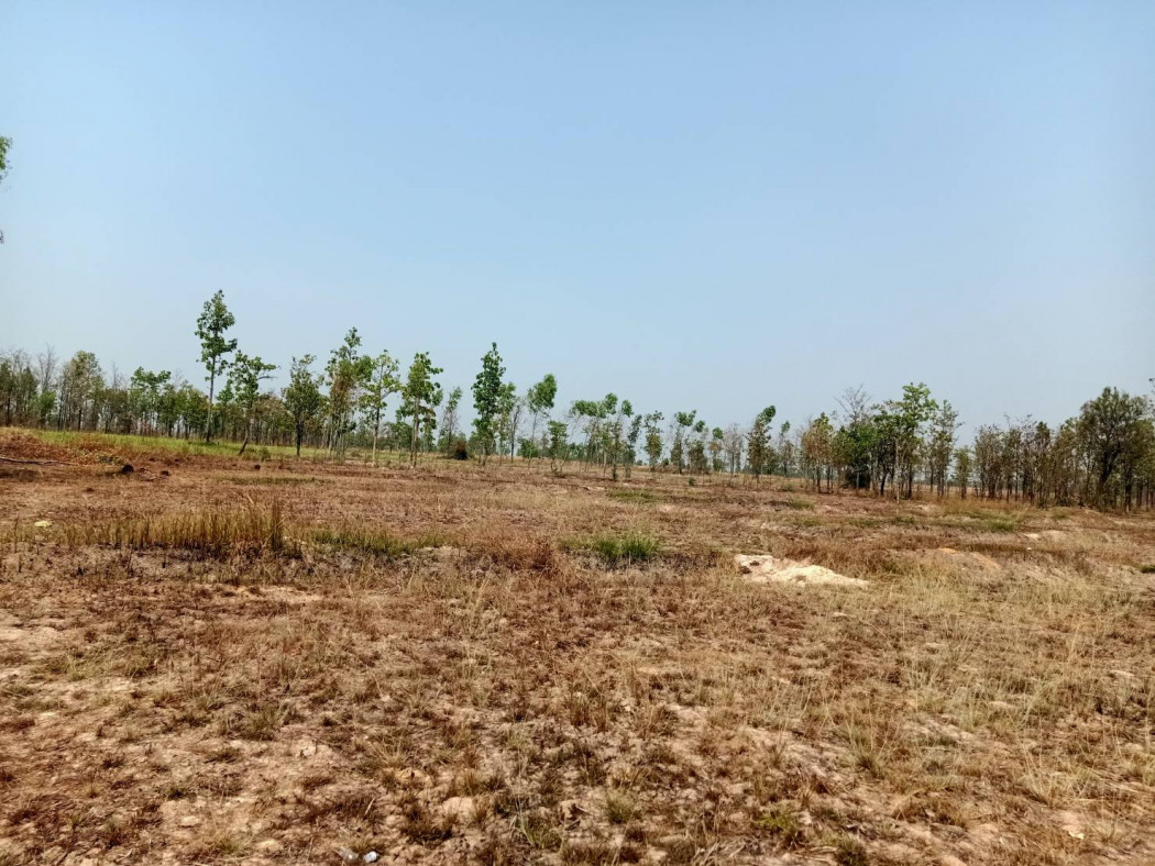 ขาย ที่ดิน แปลงสวย 11 ไร่ 3 งาน 78.8 ตร.วา หน้ากว้าง 130 ม. รูปที่ 4