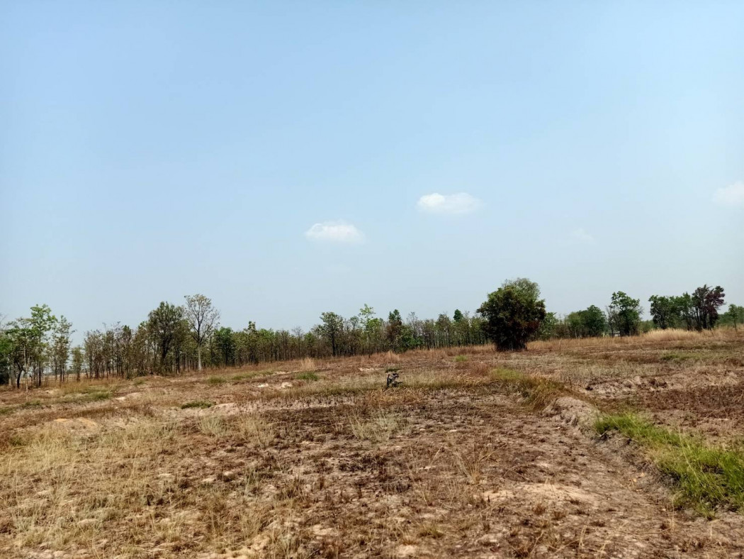 ขาย ที่ดิน แปลงสวย 11 ไร่ 3 งาน 78.8 ตร.วา หน้ากว้าง 130 ม. รูปที่ 3