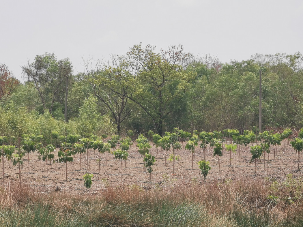 ขาย ที่ดิน ที่สวย ทำเลดี 3 ไร่ 3 งาน 09 ตร.วา บริการด้านสินเชื่อ รูปที่ 4