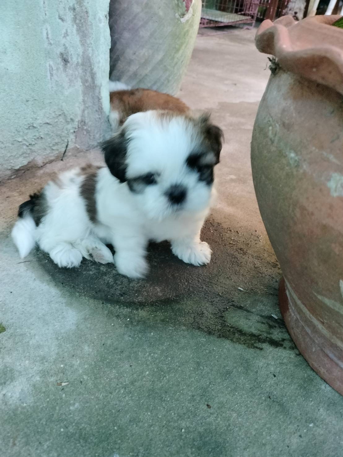 ลูกสุนัขชิสุห์3สีน่ารัก รูปที่ 5