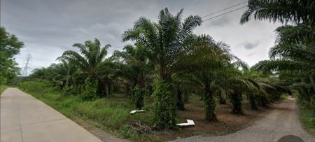 ขาย ที่ดิน สวนปาล์ม ติดถนน มีแหล่งน้ำขนาดใหญ่ 56 ไร่ 1 งาน 73 ตร.วา เมืองชุมพร รูปที่ 11