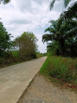 ขาย ที่ดิน สวนปาล์ม ติดถนน มีแหล่งน้ำขนาดใหญ่ 56 ไร่ 1 งาน 73 ตร.วา เมืองชุมพร รูปที่ 8