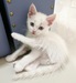 รูปย่อ น้องแมวสายพันธุ์สก็อตติช เกิดวันที่ 1 เม.ย. 66 พร้อมย้ายบ้านค่ะ รูปที่1