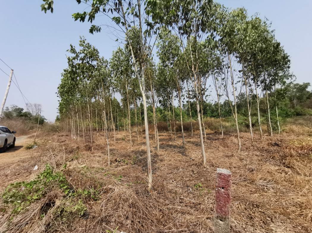 ขาย ที่ดิน ที่ดินในโครงการสนามกอล์ฟพื้นที่ เป็นพื้นที่ Eec ปิดถนนสายหลัก - 1 ไร่ 3 งาน 89 ตร.วา รูปที่ 8