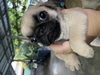 รูปย่อ หมาปั๊ก รูปที่2