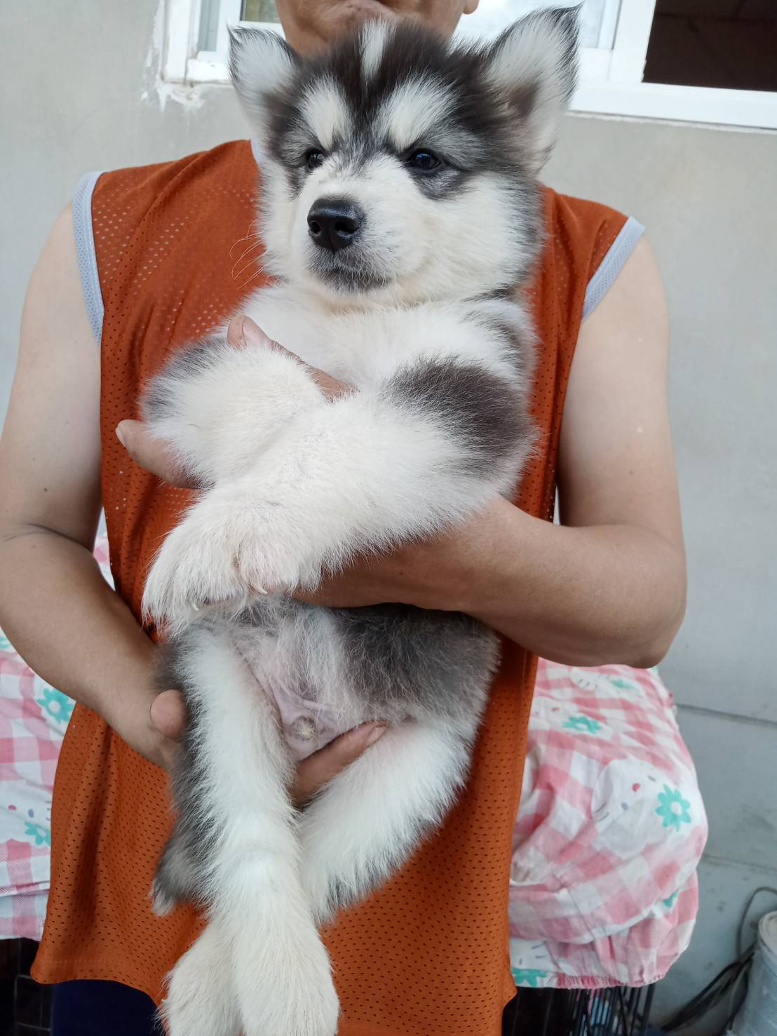 ลูกสุนัข รูปที่ 7