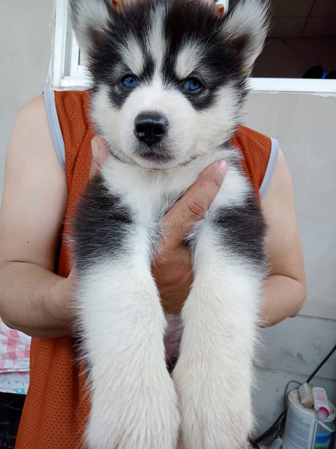 ลูกสุนัข รูปที่ 7