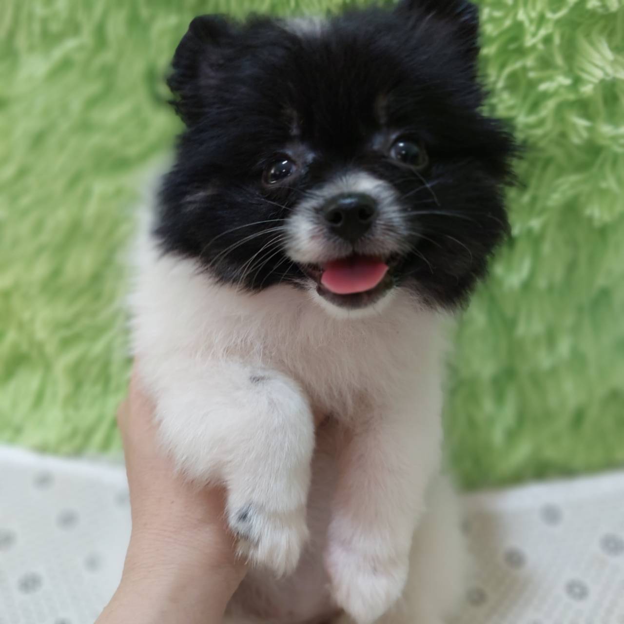 ปอม รูปที่ 7