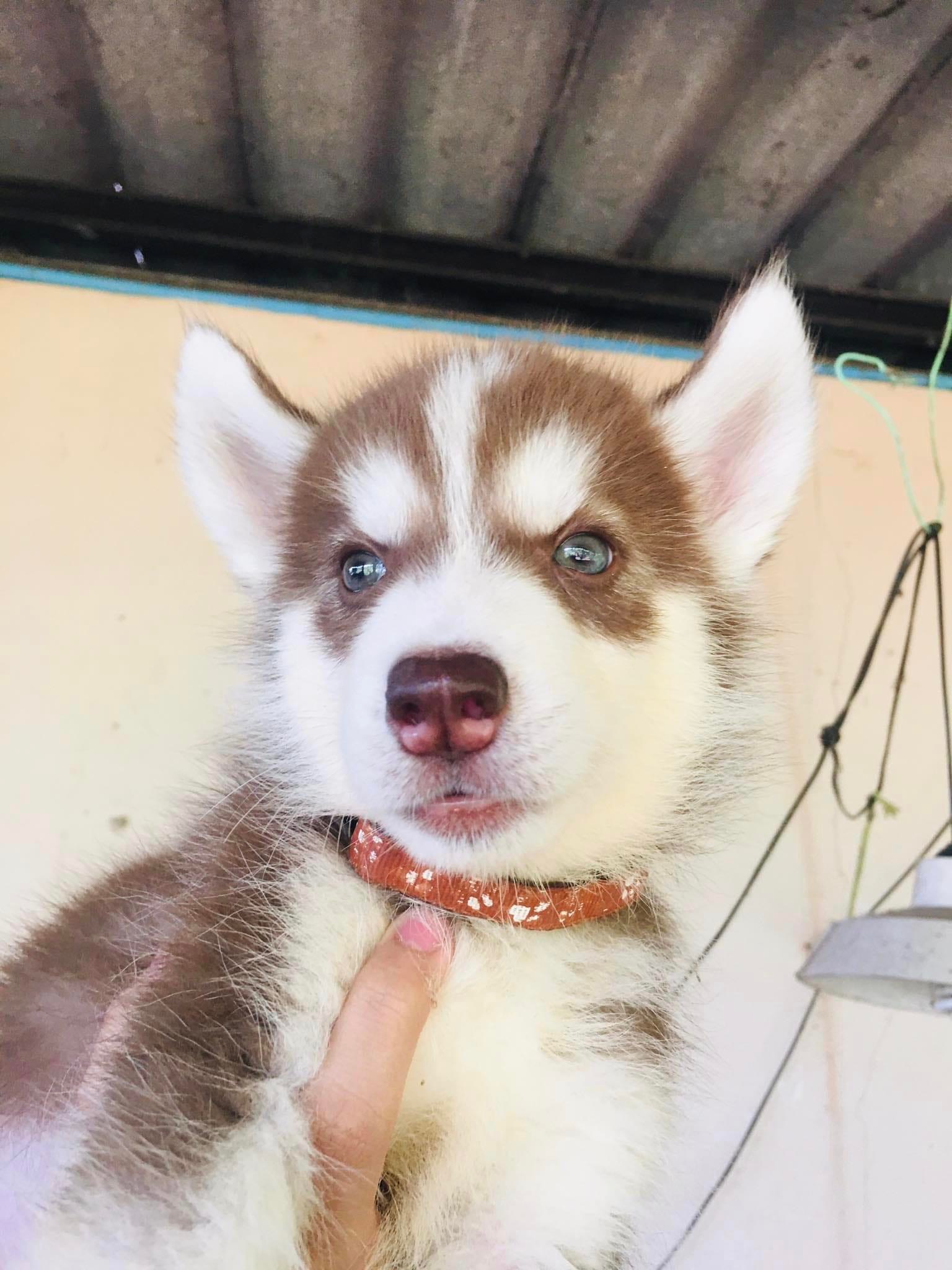 ไซบีเรียล รูปที่ 3