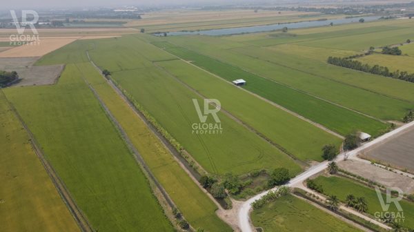 ขายที่ดินแปลงใหญ่ บางเลน นครปฐม พื้นที่รวม 53-2-60 ไร่ อากาศบริสุทธิ์ ลมพัดเย็นสบาย แวดล้อมไปด้วยท้องนา รูปที่ 7