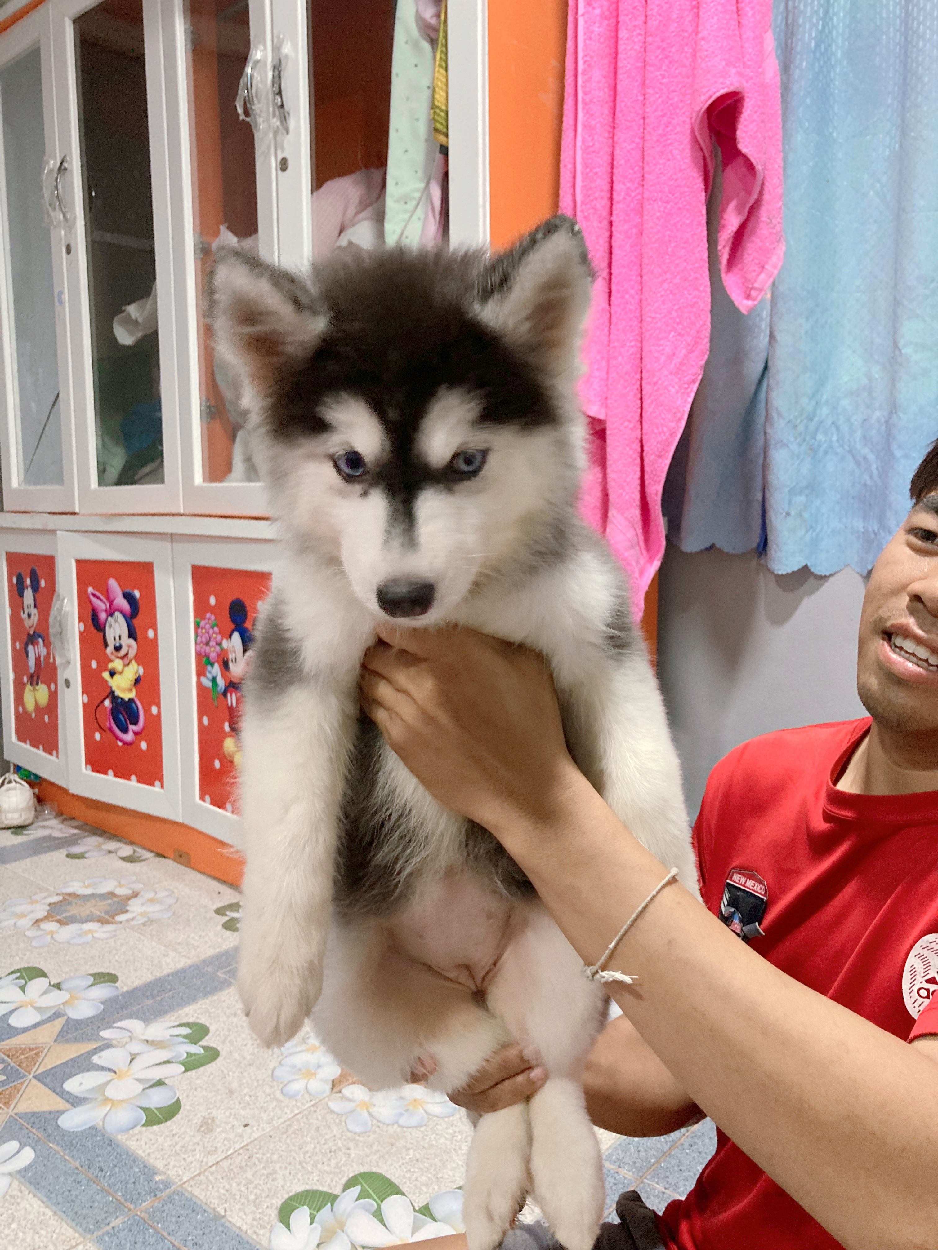 ไซบีเรียล รูปที่ 3