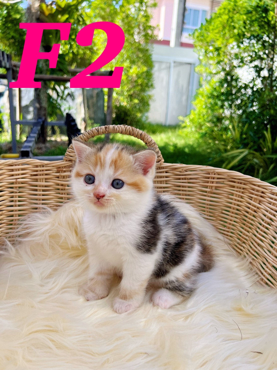 แมวสก๊อตติสโฟลด์หน้าสวยราคากันเอง รูปที่ 4